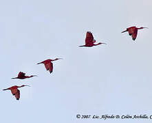 Scarlet Ibis