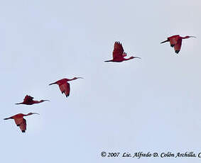 Ibis rouge