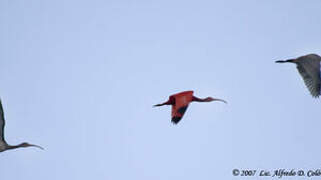 Ibis rouge