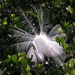 Aigrette neigeuse