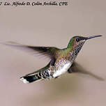 Colibri jacobin