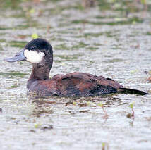 Érismature rousse