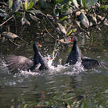 Gallinule d'Amérique