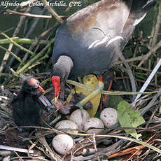 Gallinule d'Amérique