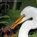 Grande Aigrette