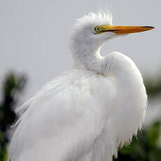 Grande Aigrette