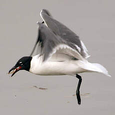 Mouette atricille