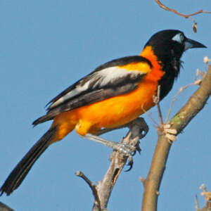 Oriole troupiale