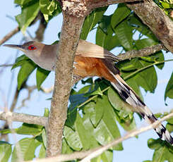 Tacco de Porto Rico