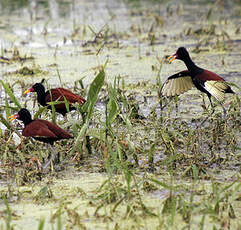 Jacana noir