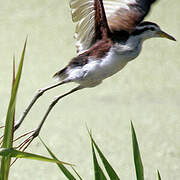 Wattled Jacana