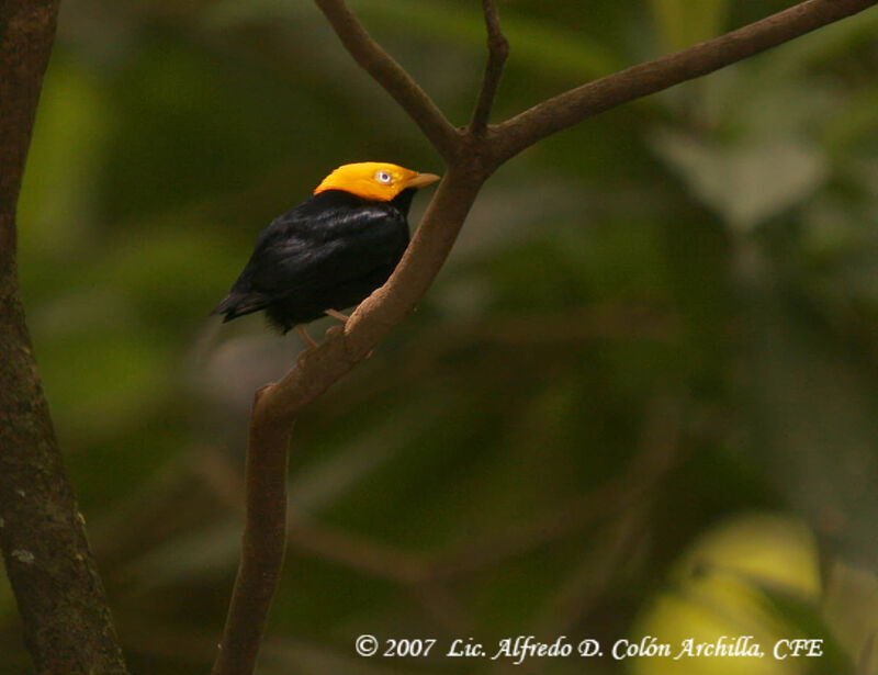 Golden-headed Manakin