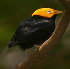 Manakin à tête d'or