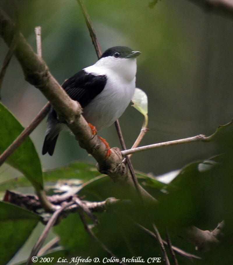 White-bearded Manakin