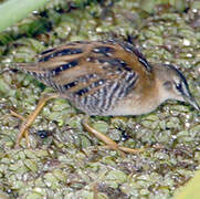 Yellow-breasted Crake