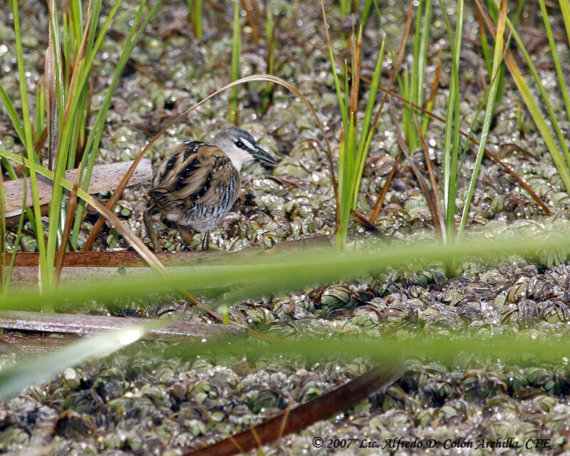 Yellow-breasted Crake