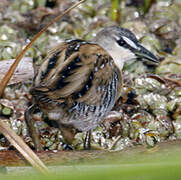 Yellow-breasted Crake