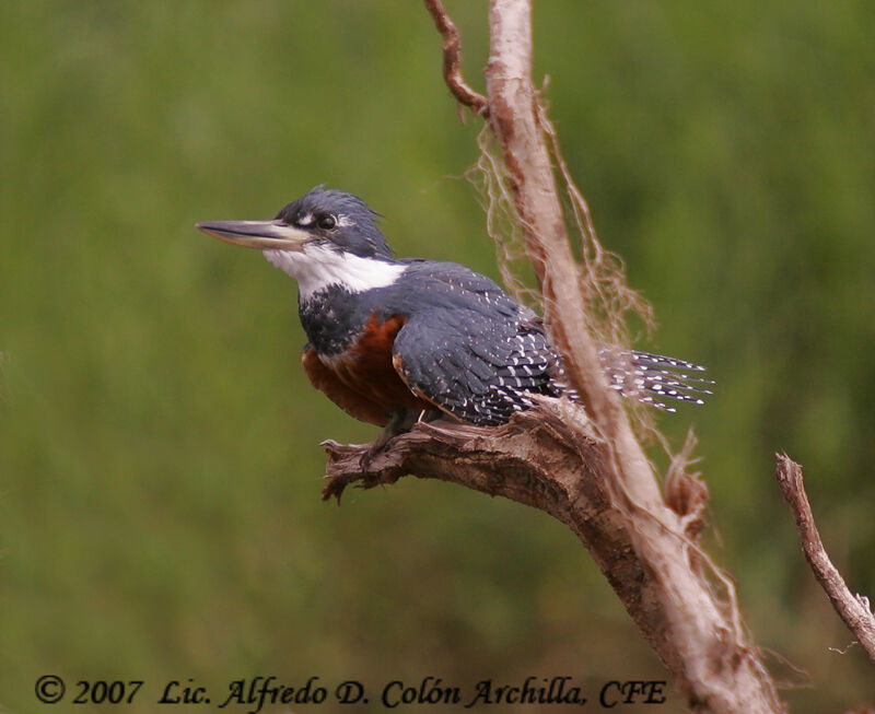 Ringed Kingfisher