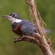 Ringed Kingfisher