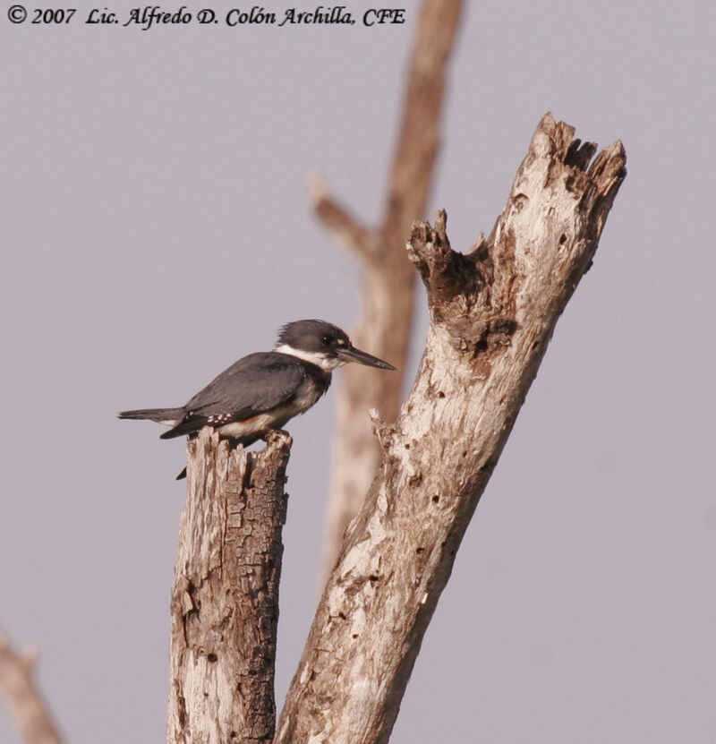 Belted Kingfisher