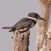 Belted Kingfisher