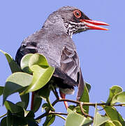 Red-legged Thrush