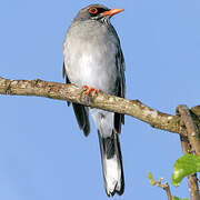 Red-legged Thrush