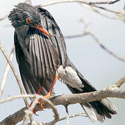 Red-legged Thrush