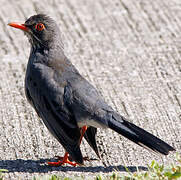 Red-legged Thrush