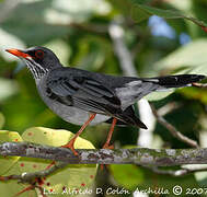 Red-legged Thrush