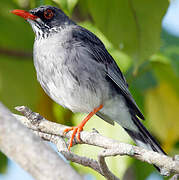 Red-legged Thrush