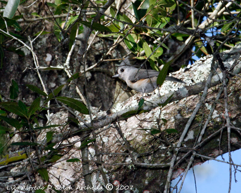 Tufted Titmouse