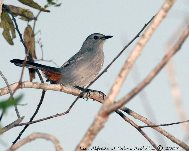 Grey Catbird