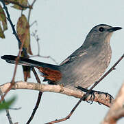 Grey Catbird