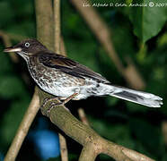 Pearly-eyed Thrasher