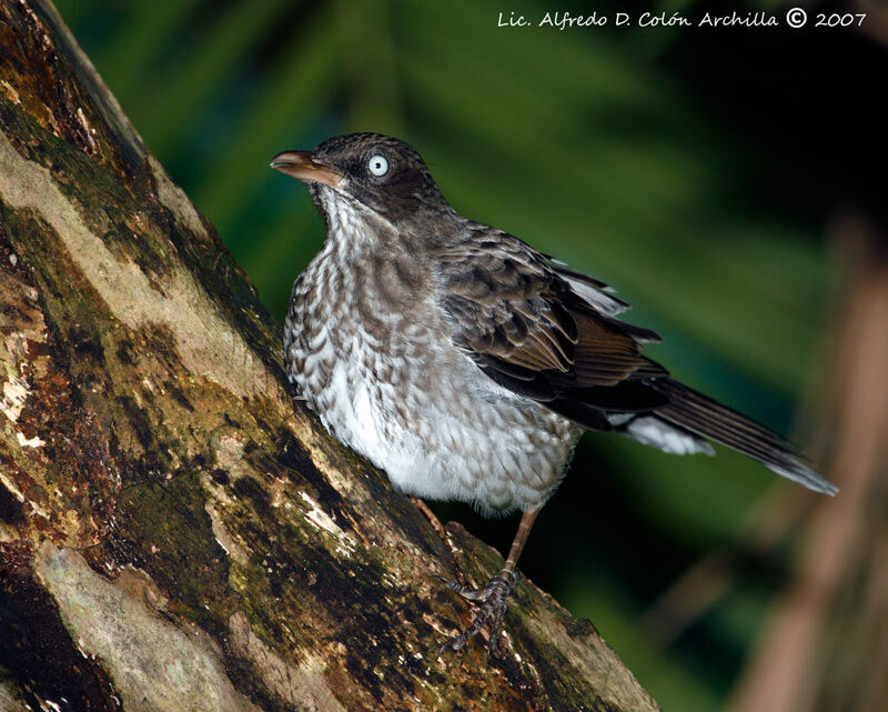 Pearly-eyed Thrasher