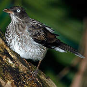 Pearly-eyed Thrasher