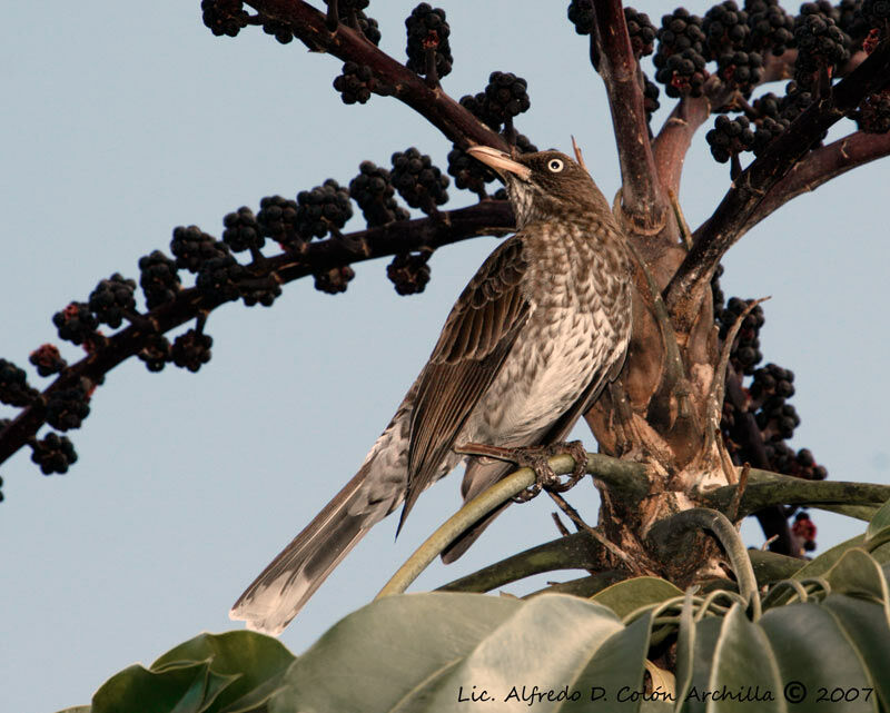 Pearly-eyed Thrasher