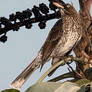 Pearly-eyed Thrasher