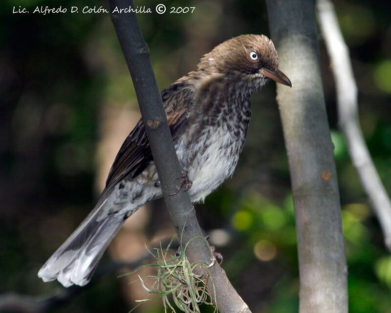 Pearly-eyed Thrasher