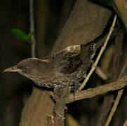 Pearly-eyed Thrasher