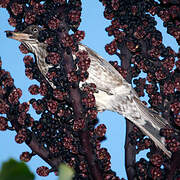 Pearly-eyed Thrasher