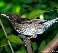 Pearly-eyed Thrasher