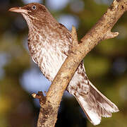 Pearly-eyed Thrasher