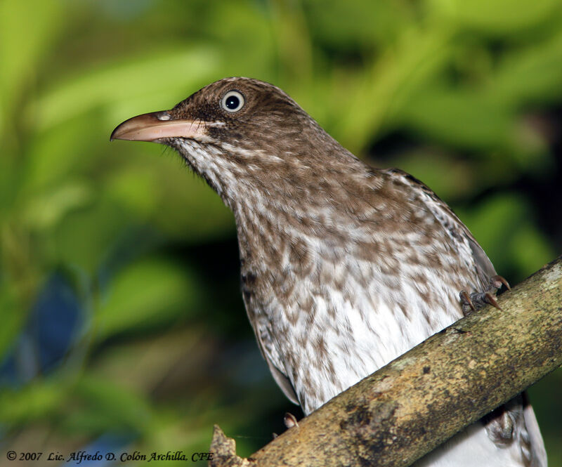 Pearly-eyed Thrasher