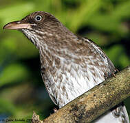 Pearly-eyed Thrasher