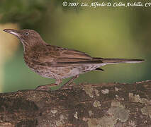 Pearly-eyed Thrasher