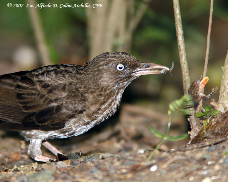 Pearly-eyed Thrasher