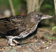 Pearly-eyed Thrasher