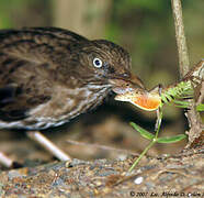 Pearly-eyed Thrasher